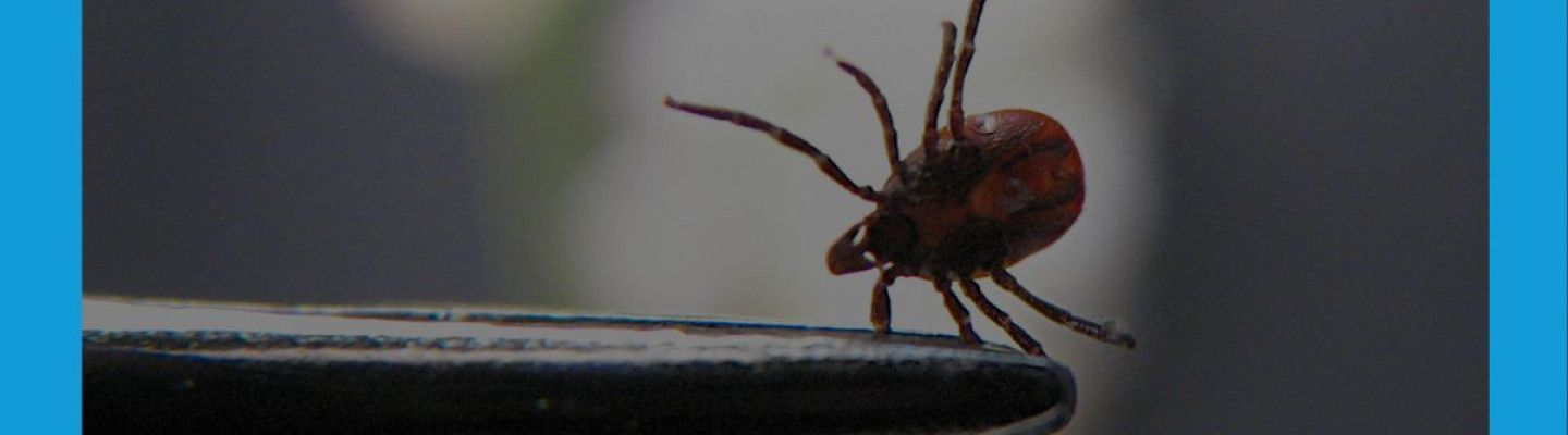 Choroby przenoszone przez kleszcze â znaczenie diagnostyki i wczesnego wykrywania